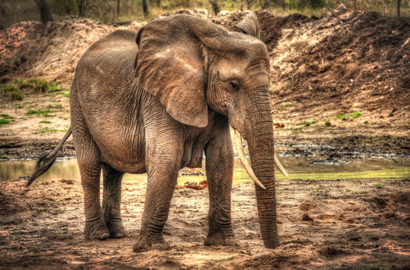 Thirsty African Elephant