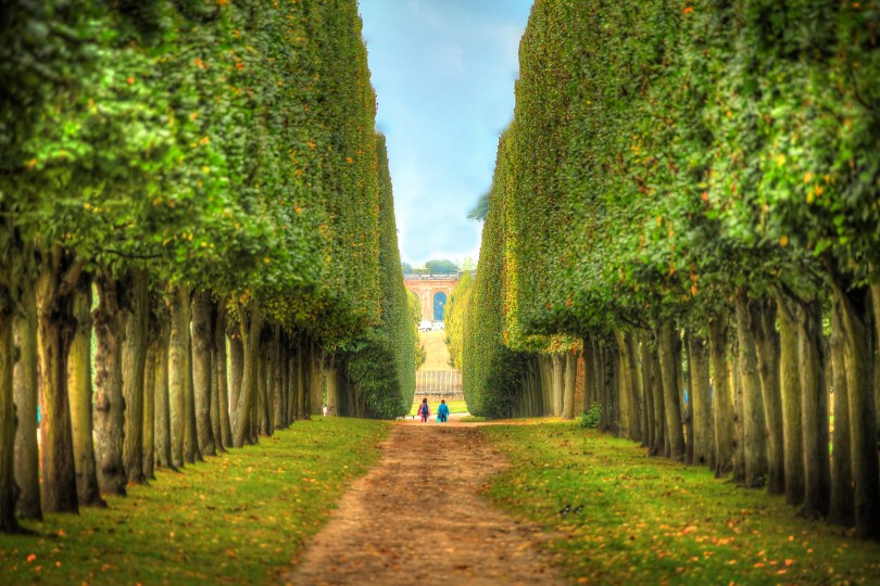 The symmetry of well groomed trees on the grounds of Versailles.