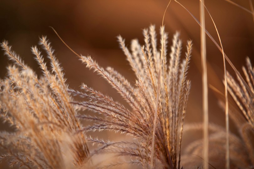 Meadow Grass Patterns