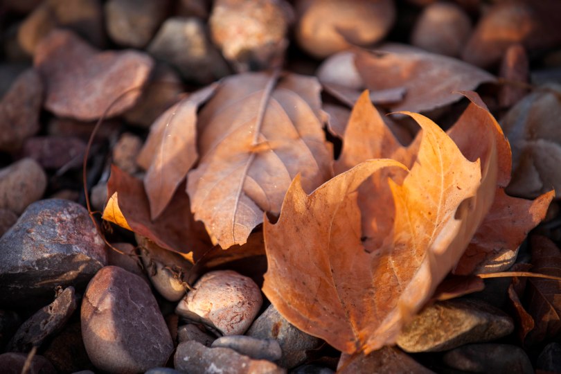 Leaves and Stones
