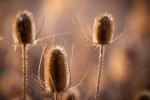 Teasel Trio