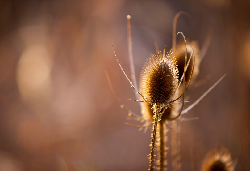 Common Teasel