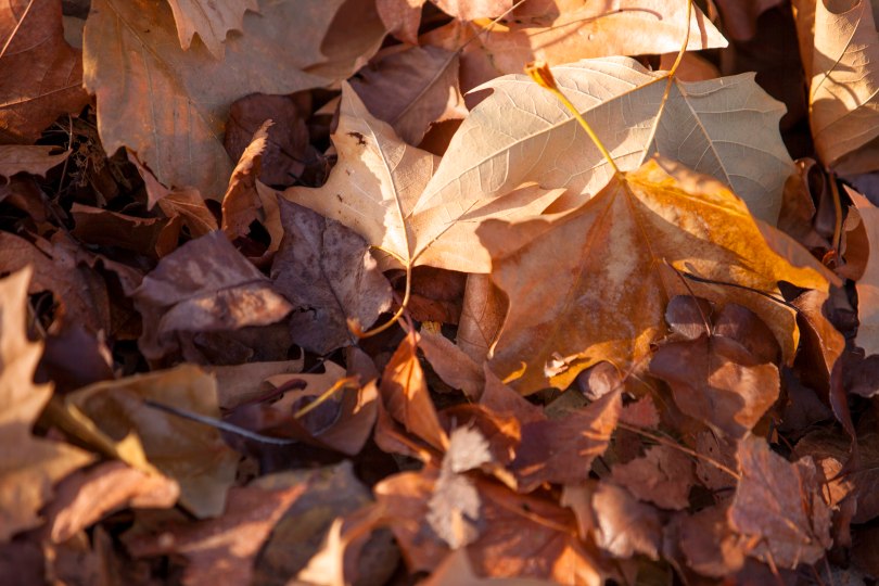 Fall Leaves
