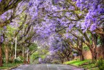 Jacaranda Trees in Bloom