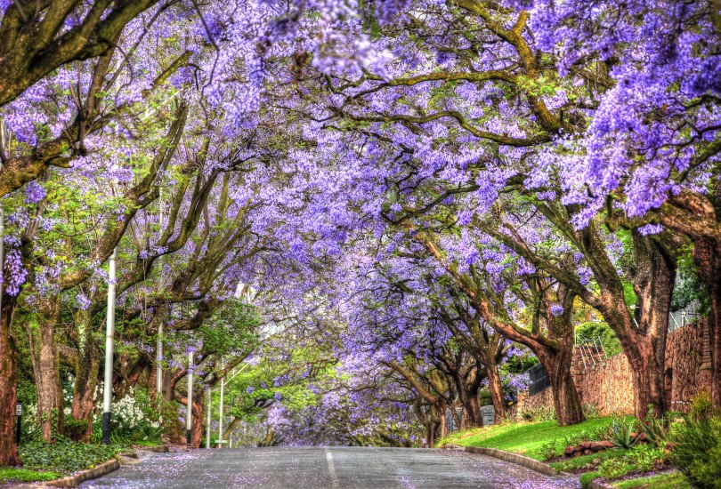 Jacaranda Trees in Bloom