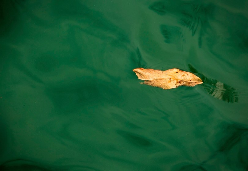 Leaf on the Water