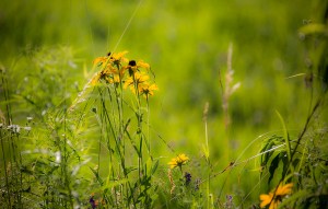Wildflowers