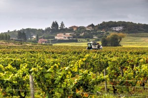 _MGL7916_7_8_wine country vineyard