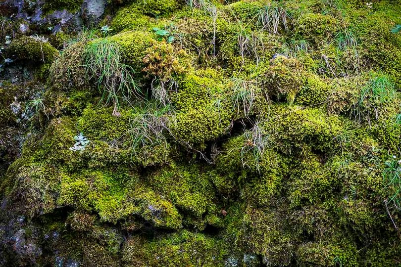 Moss