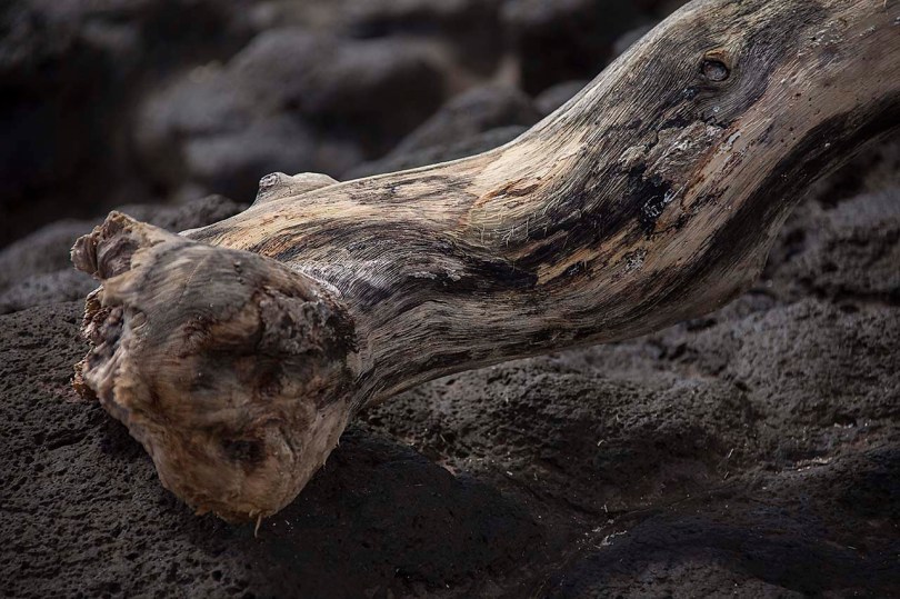 Drift wood and lava, Samoa.