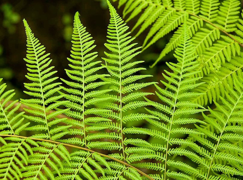 Green Samoan ferns.