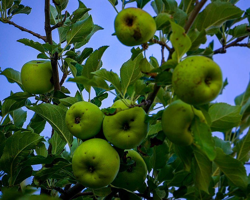 Capitol Reef Green Apples