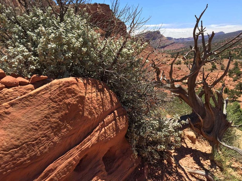 Life and Death among the rocks.