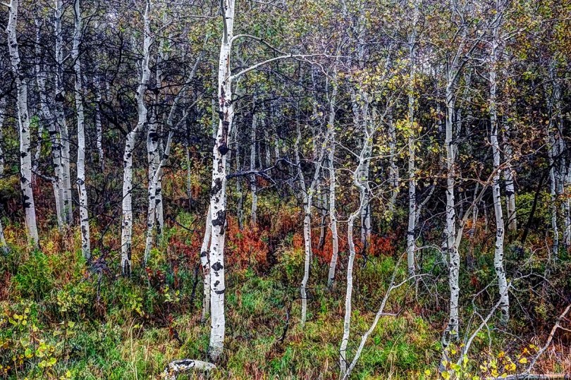 Aspen grove, Mt. Timpanogos.