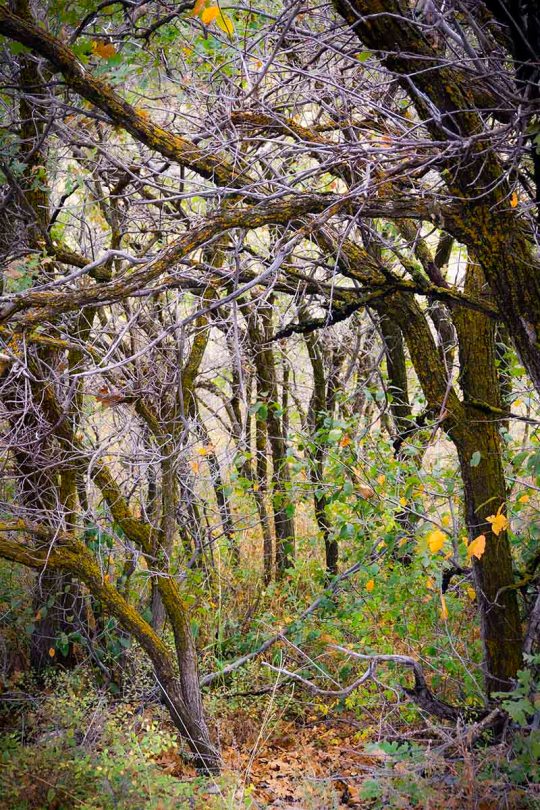 Fall woods and moss.