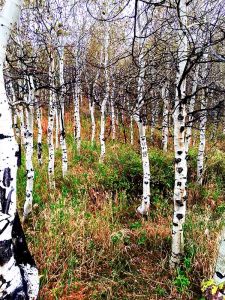Aspen Grove.