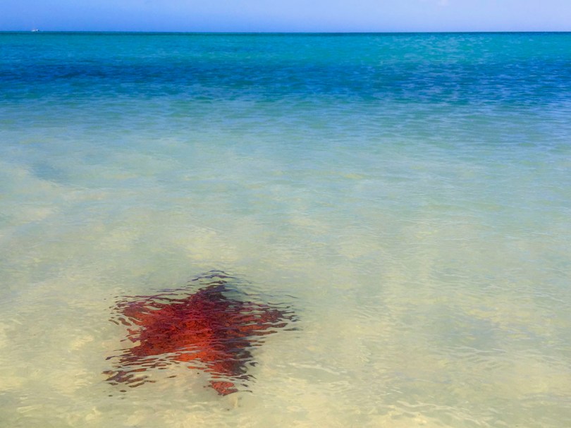 Red Star Fish_Aruba