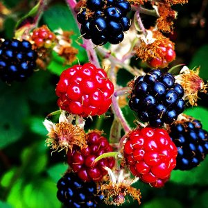 Blackberries.