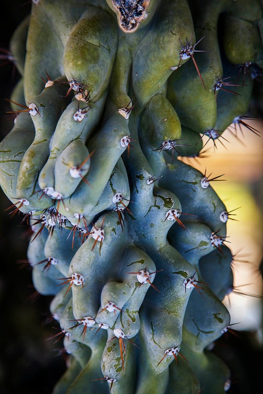 Close up cactus.