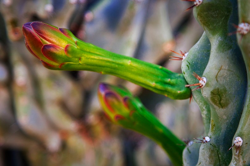 Cactus flower.