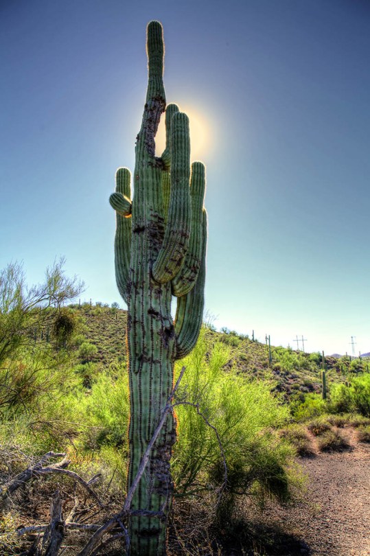 Saguaro cactus.
