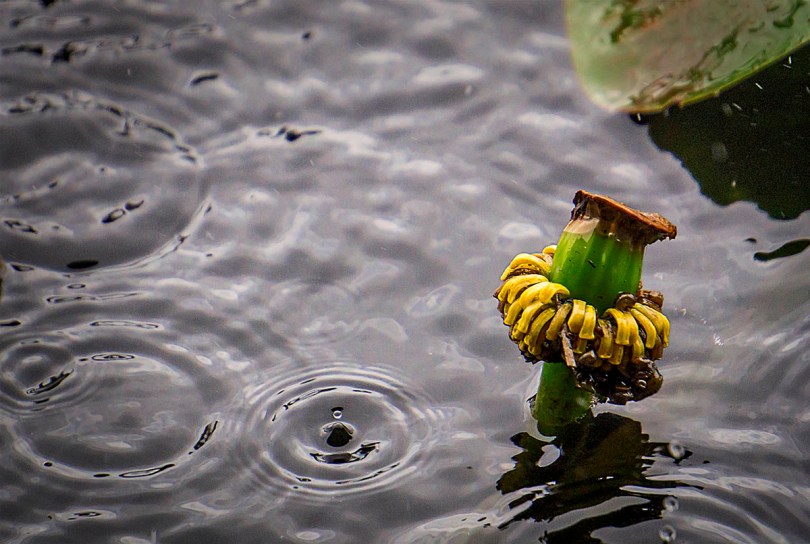 Raindrops and colors.