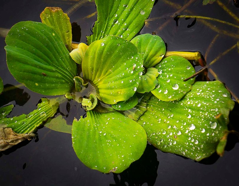 Raindrops on leaves.