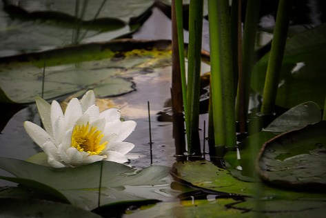 Wild blooming lilies.