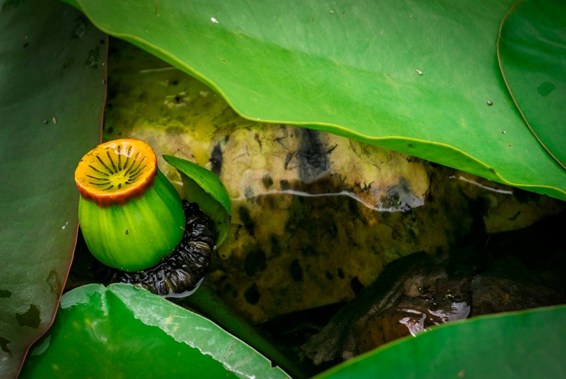 Floating islands of Lake Toho.