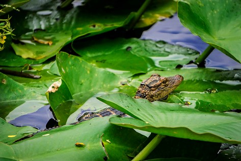 Boggy Creek Alligators.