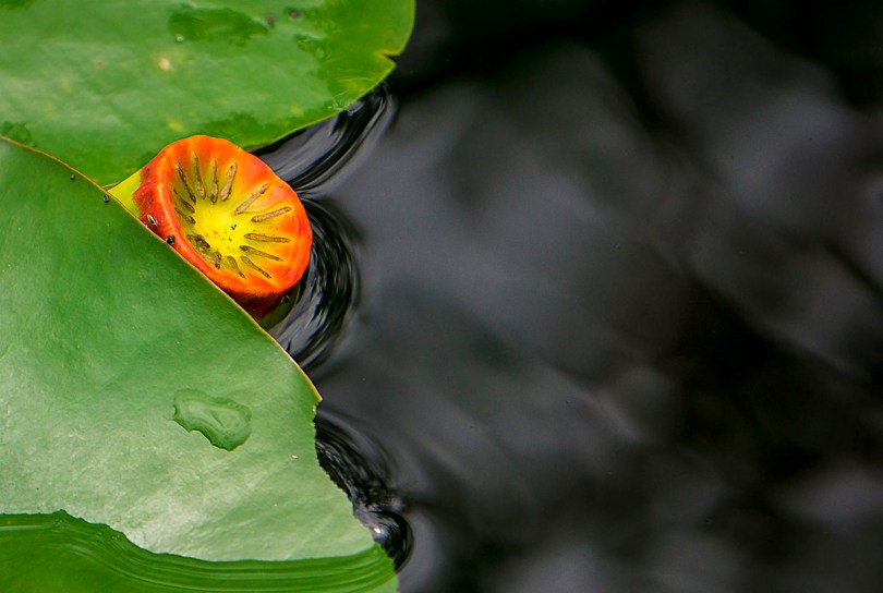 Boggy Creek vegetation.
