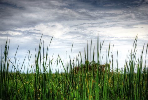 Reeds and Marsh.