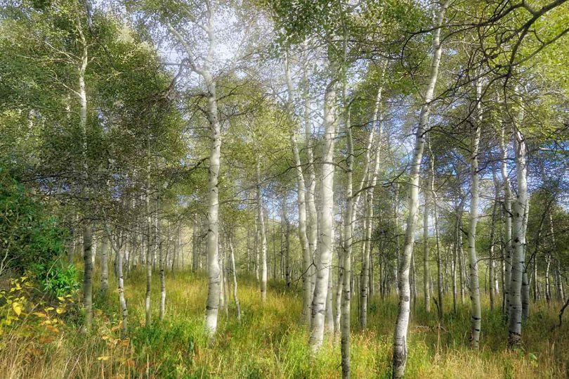 Aspen grove forest floor.