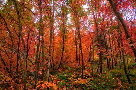 Fall leaves color the forest.