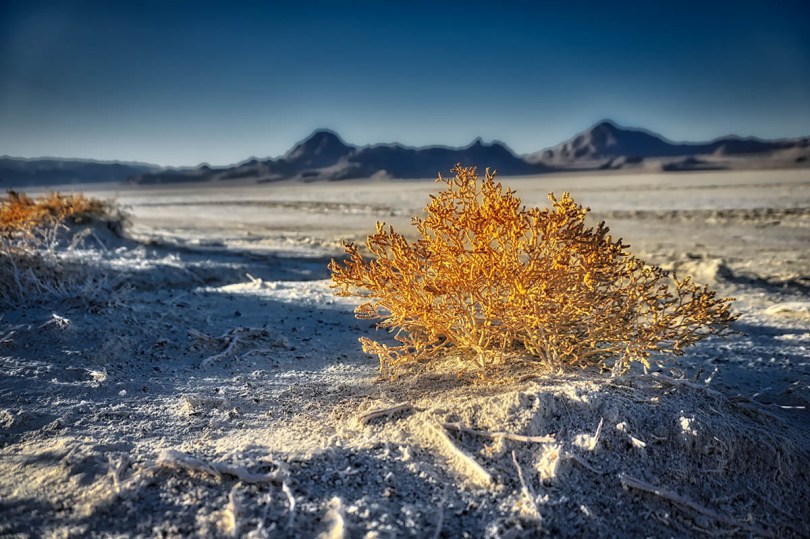 Plants grow in the Bonneville Salt Flats.