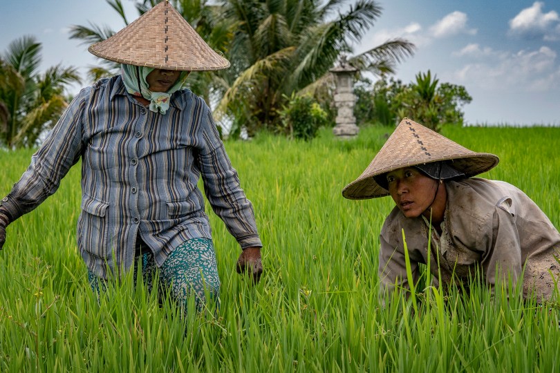 Women rice paddy workers