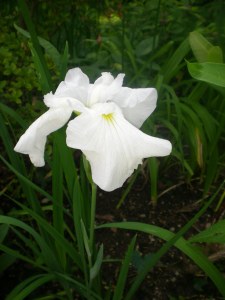 White Iris